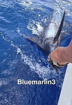 18/07 Cavalier & Blue Marlin Sport Fishing Gran Canaria