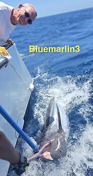 19/07 BLUE MARLIN Cavalier & Blue Marlin Sport Fishing Gran Canaria