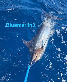 19/07 BLUE MARLIN Cavalier & Blue Marlin Sport Fishing Gran Canaria