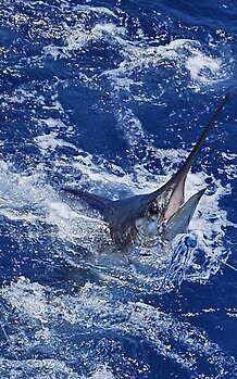 01/08 Cavalier & Blue Marlin Sport Fishing Gran Canaria