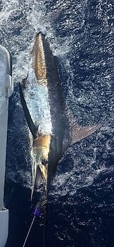 05/08 - BLUE MARLIN Cavalier & Blue Marlin Sport Fishing Gran Canaria