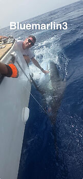 11/08 - BLUE MARLIN Cavalier & Blue Marlin Sport Fishing Gran Canaria