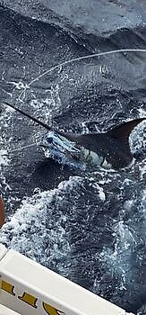 12/12 Cavalier & Blue Marlin Sport Fishing Gran Canaria