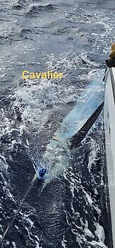 12/12 Cavalier & Blue Marlin Sport Fishing Gran Canaria