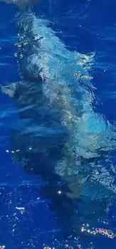 04/04– Vamos otra vez, Bluefin de 350 kg! - Cavalier & Blue Marlin Sport Fishing Gran Canaria