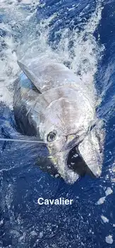 11/04 - BLUEFIN 280Kg! - Cavalier & Blue Marlin Sport Fishing Gran Canaria