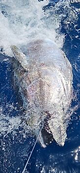 11/04 BLUEFIN Cavalier & Blue Marlin Sport Fishing Gran Canaria