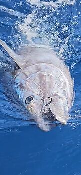 11/04 BLUEFIN Cavalier & Blue Marlin Sport Fishing Gran Canaria