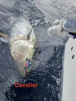 19/04 - Massive 350kg Bluefin Tuna! - Cavalier & Blue Marlin Sport Fishing Gran Canaria